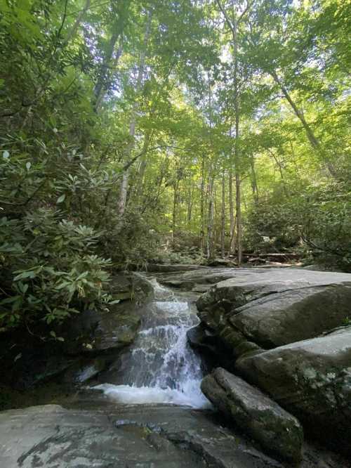 A serene forest scene featuring a small waterfall cascading over rocks, surrounded by lush green trees.