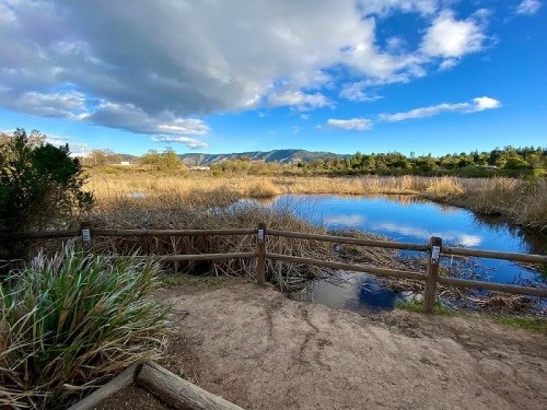 A serene wetland scene with tall grasses, a wooden fence, and a calm blue sky reflecting on the water.