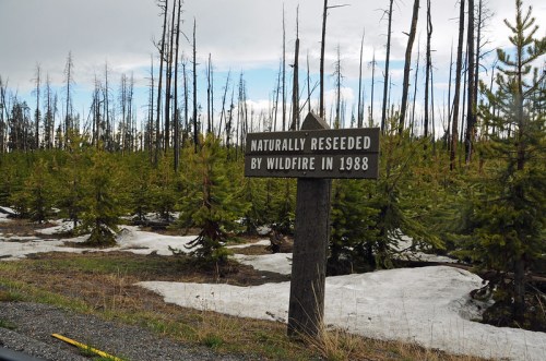 Sign reading "Naturally Reseeded by Wildfire in 1988" in a forest with young trees and remnants of snow.