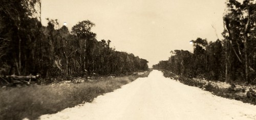 A dirt road stretches through a forested area, flanked by trees and underbrush on either side.