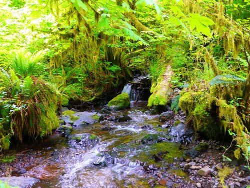 A serene forest stream flows through lush greenery, with moss-covered rocks and vibrant ferns surrounding the water.