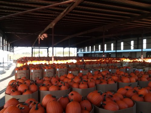 A large warehouse filled with rows of orange pumpkins in cardboard boxes, with sunlight streaming through the windows.
