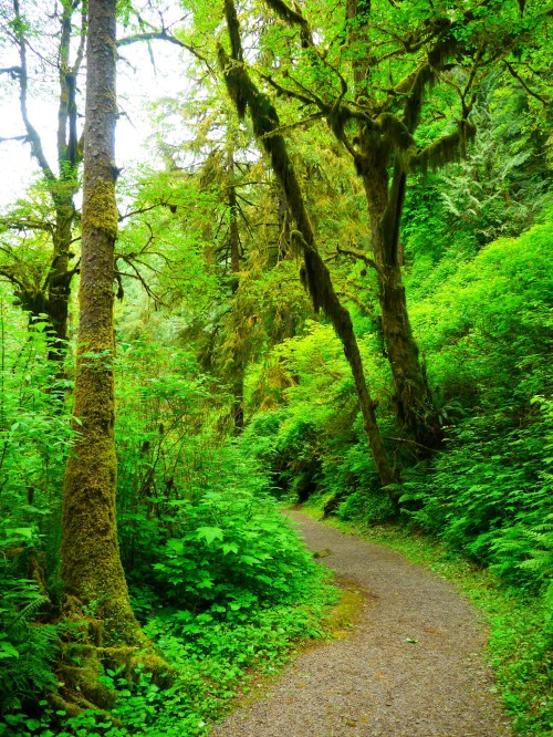 A winding path through a lush green forest, surrounded by tall trees and dense foliage.