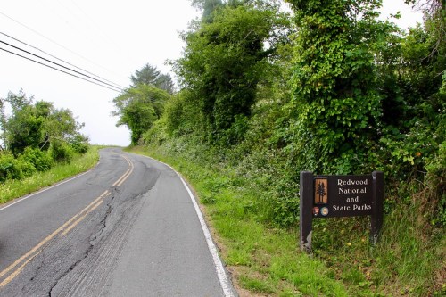 A winding road leads to a sign for Redwood National and State Parks, surrounded by lush greenery.