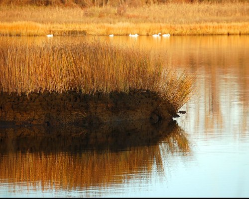 A serene wetland scene with tall golden grasses reflecting in calm water, with swans visible in the background.