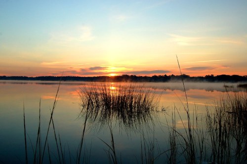Sunset over a calm lake, with silhouettes of tall grasses reflected in the water and soft clouds in the sky.