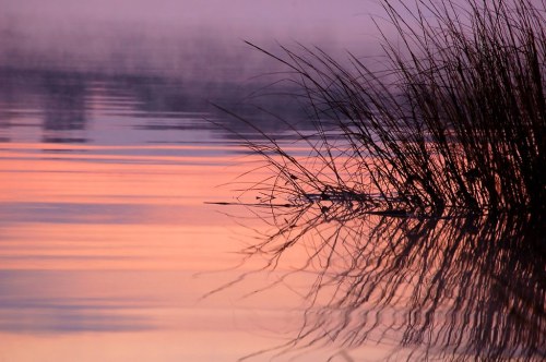 A serene water scene at dawn, featuring soft pink hues and silhouetted grasses reflecting on the calm surface.