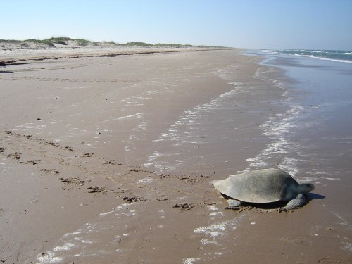 A turtle crawls along a sandy beach, leaving tracks in the wet sand, with gentle waves lapping at the shore.