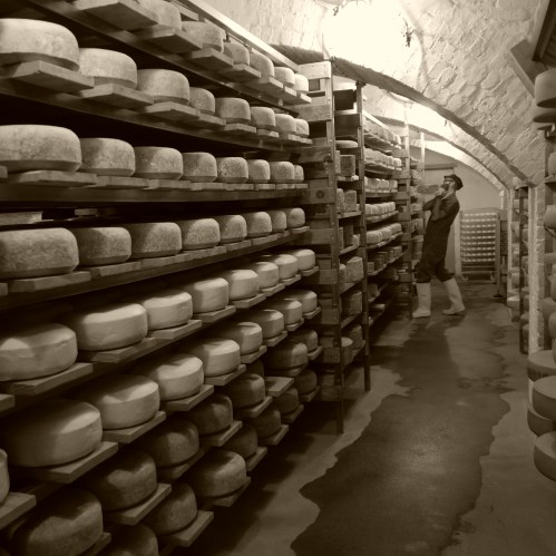 A cheese cellar with shelves stacked high with round cheeses, and a person inspecting the products in the background.