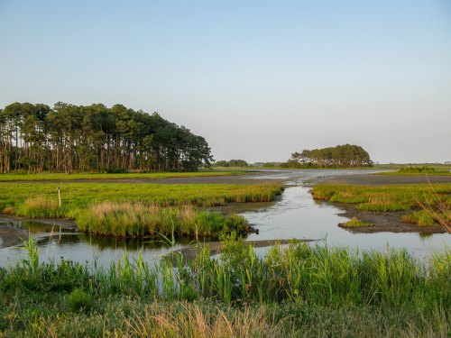 A serene marsh landscape with lush green grasses, a winding stream, and trees in the background under a clear sky.