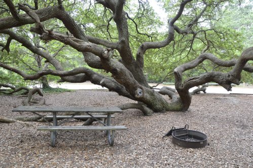 A picnic table sits beneath a sprawling tree with twisted branches, surrounded by gravel and a fire pit nearby.
