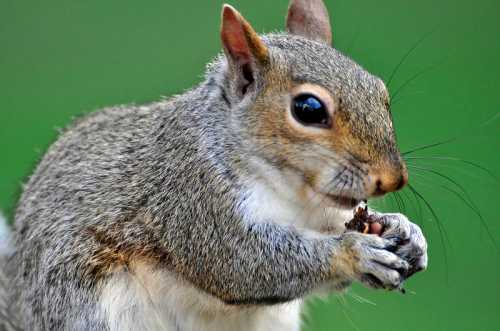 Close-up of a gray squirrel holding a small nut, with a blurred green background.