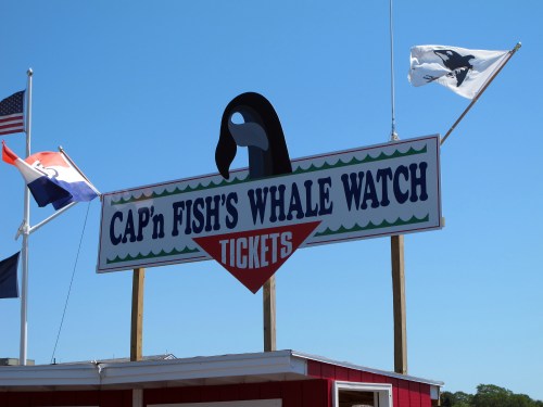 Sign for Cap'n Fish's Whale Watch, featuring a bird logo and flags, against a clear blue sky.
