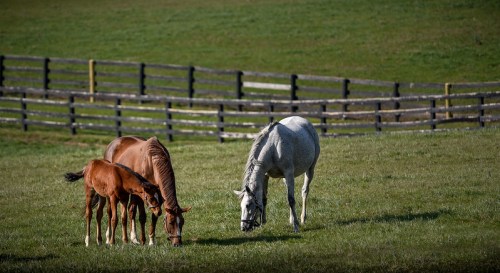 Three horses grazing in a green field, with a wooden fence in the background. Two are brown and one is gray.