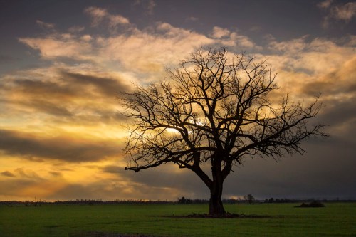 A solitary, leafless tree stands against a dramatic sunset sky with clouds, casting a serene silhouette in a grassy field.