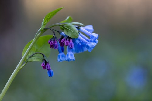 A close-up of blue and purple bell-shaped flowers on a green stem against a blurred background.