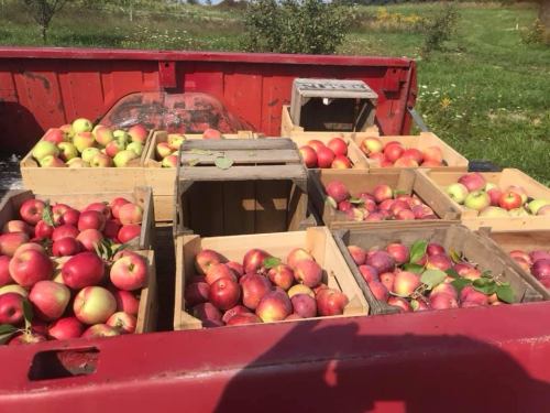 A red truck bed filled with wooden crates of various apples in a sunny orchard.
