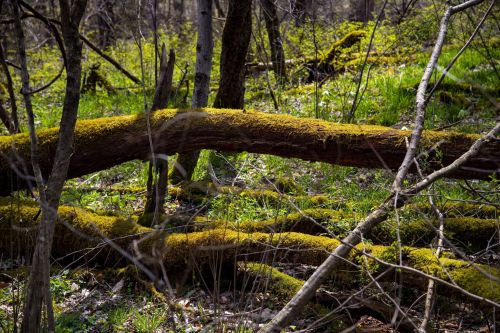 A moss-covered fallen tree lies on the forest floor, surrounded by green grass and scattered branches.