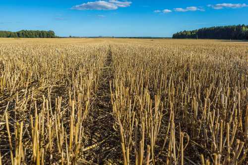 A vast field of harvested crops under a clear blue sky, with rows of stubble and distant trees on the horizon.