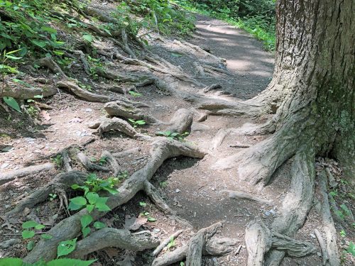A winding path through a forest, with exposed tree roots and greenery surrounding the trail.
