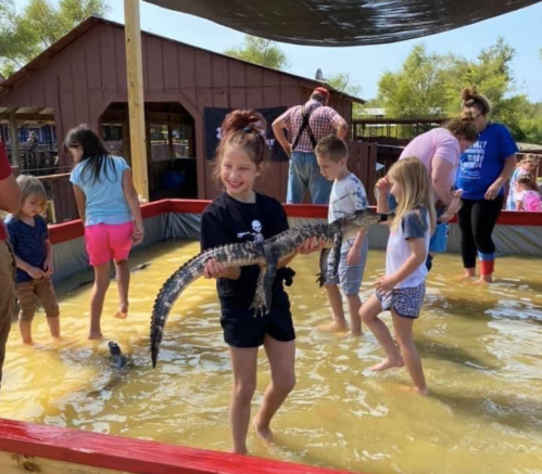 A girl holds a small alligator in a shallow pool while other children play nearby.