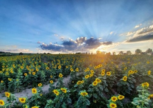A vibrant field of sunflowers under a dramatic sky with rays of sunlight breaking through clouds at sunset.