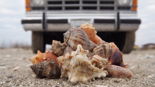 A pile of seashells on the sand, with a vintage truck's front bumper visible in the background.