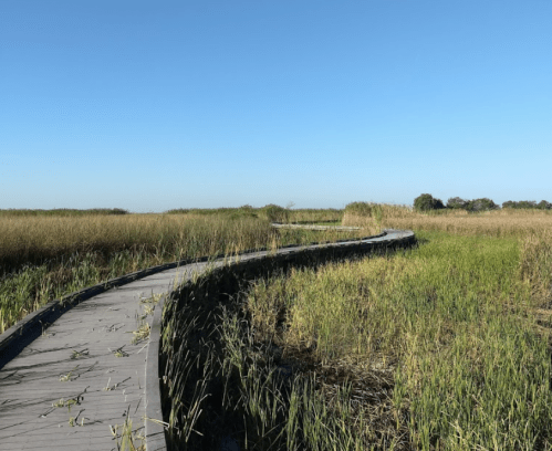 A winding wooden boardwalk through tall grasses under a clear blue sky.