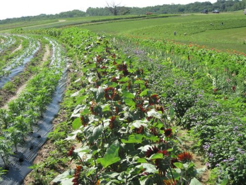 A vibrant farm landscape with rows of colorful flowers and green crops under a clear blue sky.