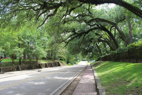 A serene road lined with lush green trees, creating a natural canopy overhead.