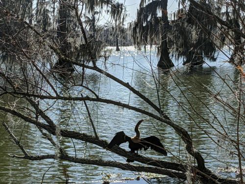 A bird with outstretched wings perches on a branch over a calm, reflective water surface surrounded by trees.