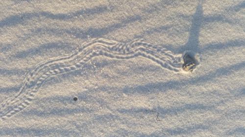 A wavy trail in the sand, leading to a small hole, suggesting the movement of a creature beneath the surface.