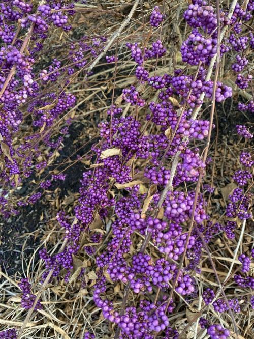 Clusters of vibrant purple berries on a dry, brown background, showcasing nature's colorful contrast.