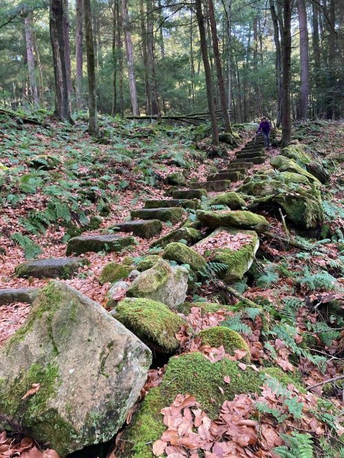 A moss-covered stone path winds through a forest, surrounded by ferns and fallen leaves, leading up a gentle slope.