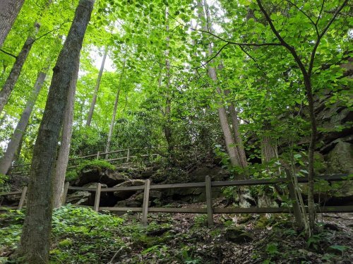Lush green forest with tall trees, rocky terrain, and a wooden fence winding through the natural landscape.