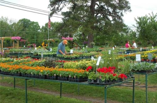A man tends to colorful flowers in a garden center, with customers browsing nearby under a clear sky.
