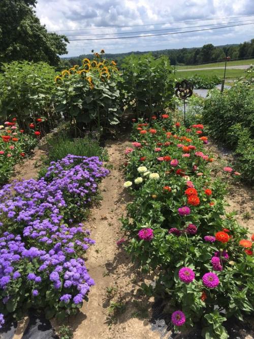 A vibrant garden with purple, orange, and white flowers, sunflowers in the background, under a cloudy sky.