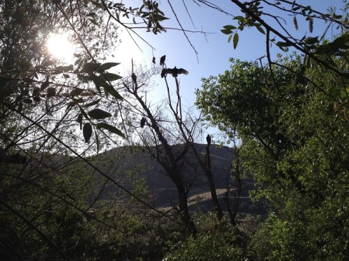 Silhouetted birds perched on a tree against a bright sun and green foliage in a serene landscape.