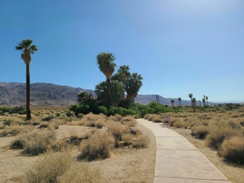 A winding path through a desert landscape with palm trees and mountains under a clear blue sky.