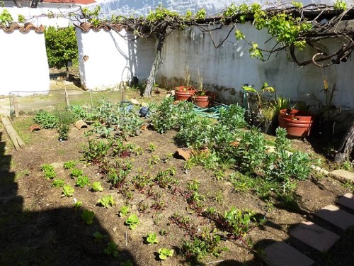 A sunny garden with various vegetables and plants growing in neat rows, surrounded by white walls and greenery.