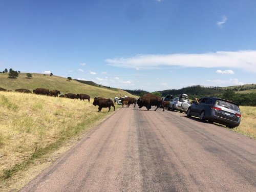 Bison crossing a road with parked cars on the side, surrounded by grassy hills and a clear blue sky.