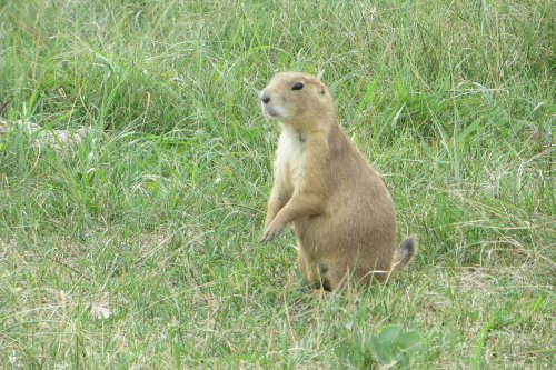 A prairie dog stands upright in a grassy field, looking alert and curious.