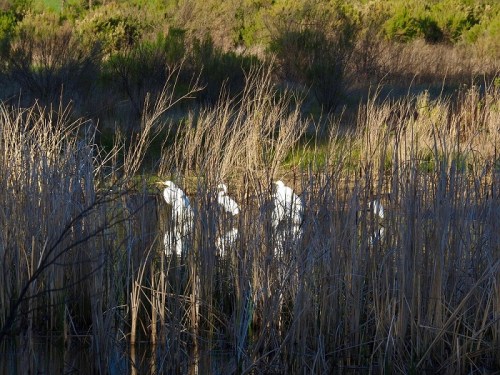 A serene wetland scene with tall grasses and three white birds partially hidden among the reeds.