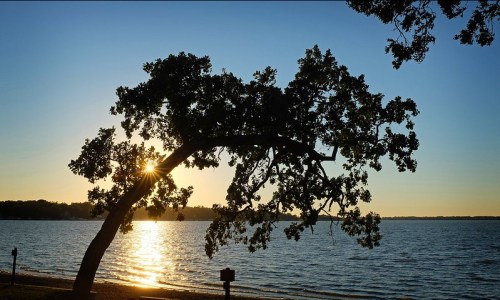 Silhouette of a tree by the water at sunset, with sunlight peeking through the leaves and reflecting on the lake.