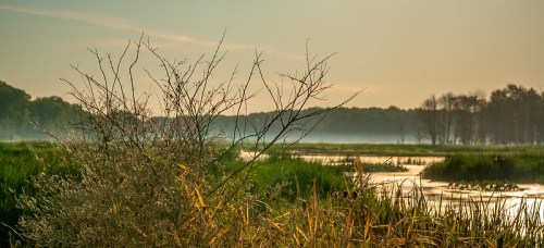 A serene wetland scene with mist, tall grasses, and a winding waterway under a soft, hazy sky.
