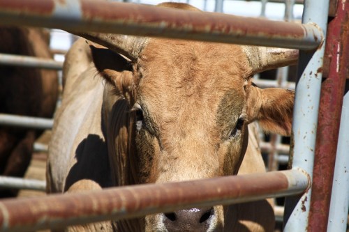 A close-up of a brown cow's face peering through metal bars in a pen.