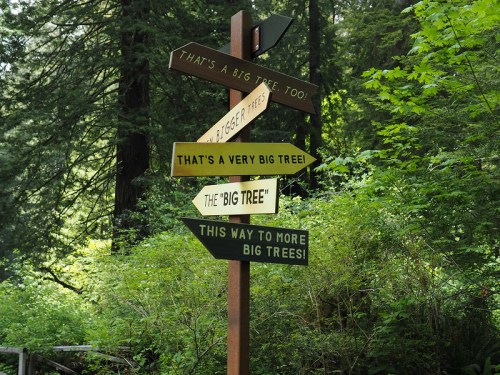 A wooden signpost with multiple arrows pointing to trees, labeled with humorous descriptions about their size.