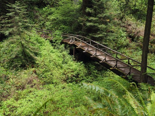 A wooden bridge spans a lush, green forest filled with ferns and tall trees.