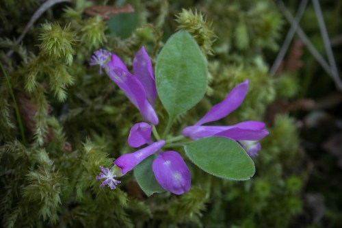 A close-up of a purple flower with green leaves, surrounded by soft green moss.