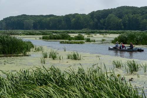 A canoe with three people paddles through a lush, green wetland filled with tall grasses and lily pads.
